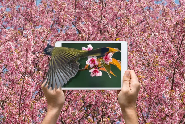 Handen met tablet met Crested Finchbill — Stockfoto