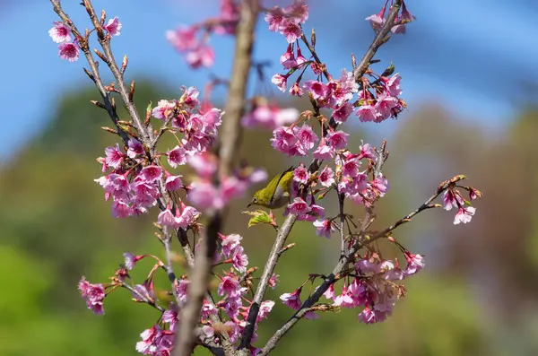 Ağaç üzerinde sarı bir kuş — Stok fotoğraf