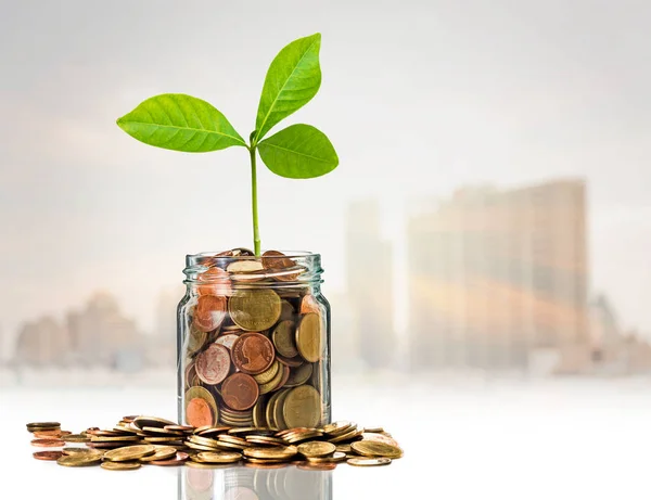 Gold coins and plant in jar — Stock Photo, Image