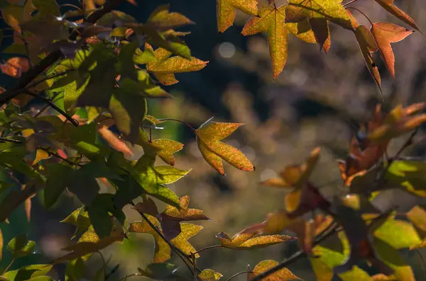 Foglie di acero giallo — Foto Stock