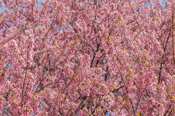 Hermosa rosa Sakura — Foto de Stock