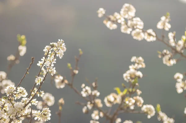 Beyaz sakura ağacı çiçek açan — Stok fotoğraf