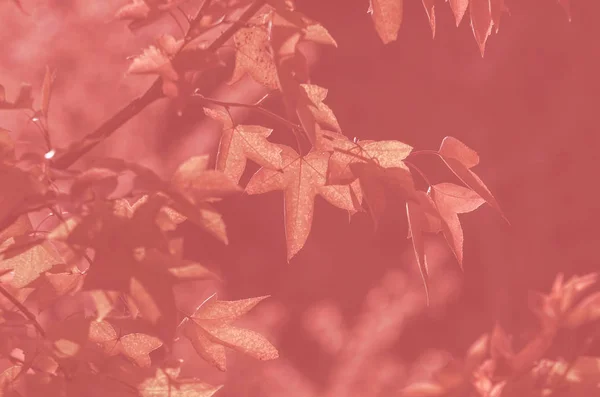 Červené javorové listy — Stock fotografie