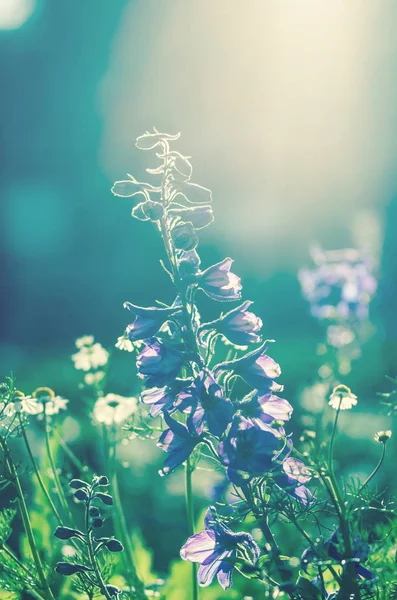 Flores azules de Salvia —  Fotos de Stock