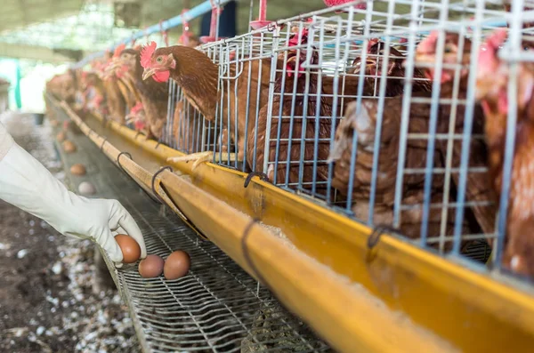 Ruční výdej vejce ve farmě — Stock fotografie