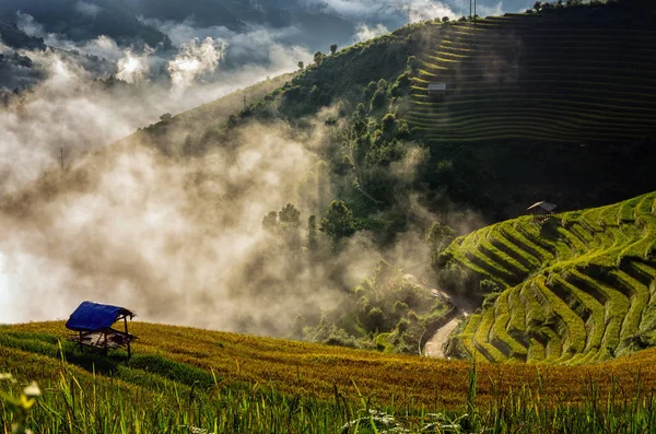 Campos de arroz al amanecer — Foto de Stock