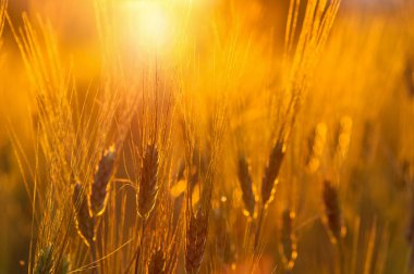 Closeup arpa pirinç alan