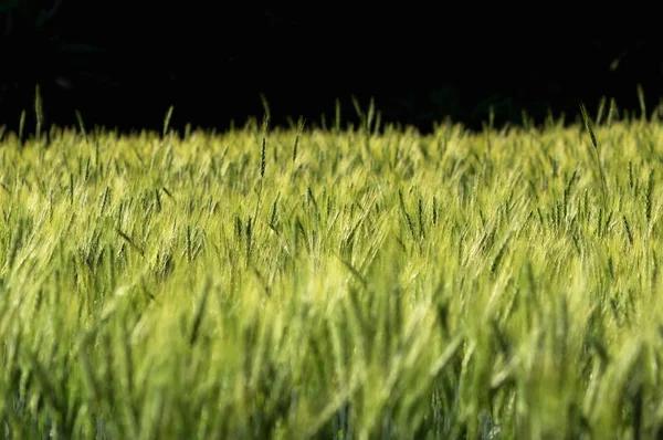 Closeup gerst rijst veld — Stockfoto