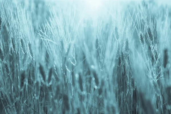 Campo de arroz Closeup Barley — Fotografia de Stock