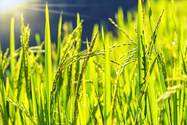 Primer plano Campo de arroz —  Fotos de Stock