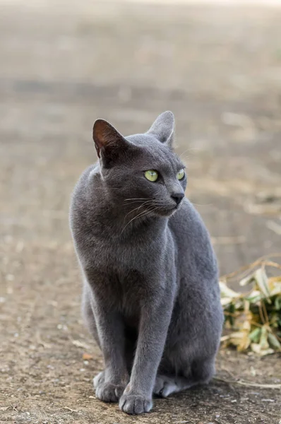 Gray Cat Looking Mammal Animal Concept — Stock Photo, Image