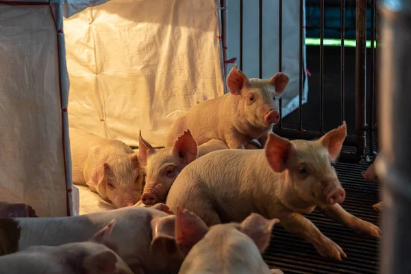 Young pigs in hog farms, Pig industry