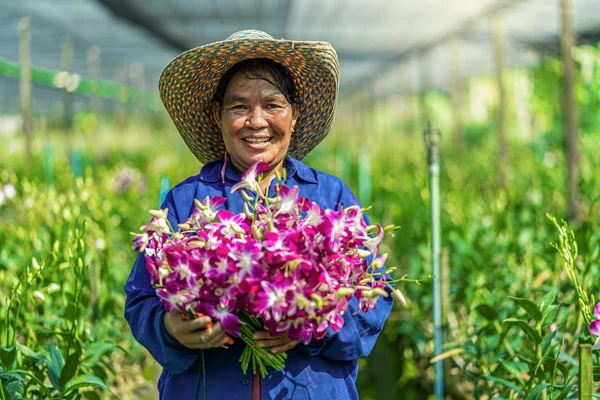 Retrato Jardinero Asiático Granja Jardinería Orquídeas Las Orquídeas Púrpuras Están —  Fotos de Stock