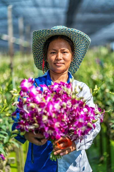 兰花园艺师形象的亚洲园艺师 紫兰花盛开在园艺园 幸福的劳动人们牵着一束花 紫兰花盛开在兰花 百合花 百合花中 — 图库照片