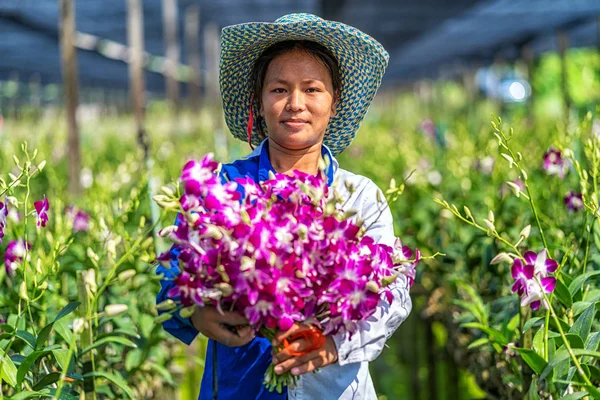 Retrato Jardinero Asiático Granja Jardinería Orquídeas Las Orquídeas Púrpuras Están —  Fotos de Stock