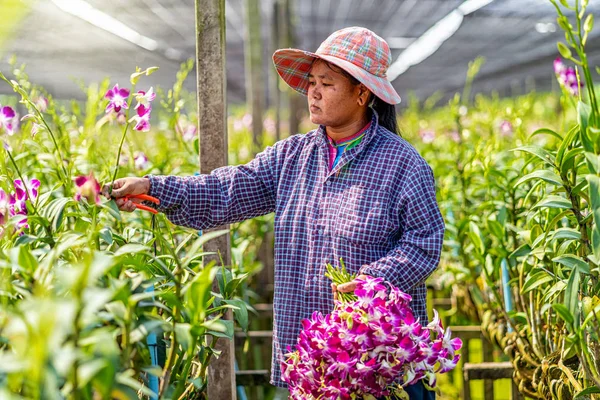 Asiatischer Gärtner Der Orchideengärtnerei Schneidet Und Sammelt Die Orchideen Die — Stockfoto