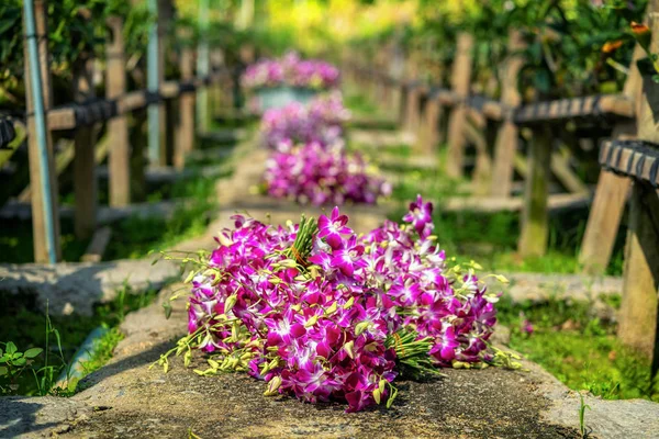 Bundle Purple Orchids Ground Asian Gardener Collected Orchid Farm Asean — Stock Photo, Image