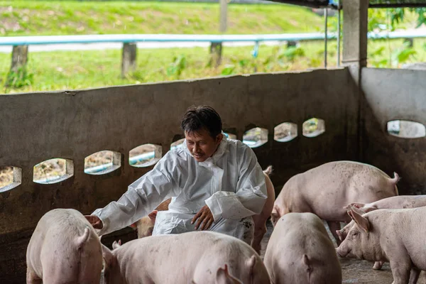 アジアの獣医師は 養豚場 豚農場業界で豚を調査しています — ストック写真