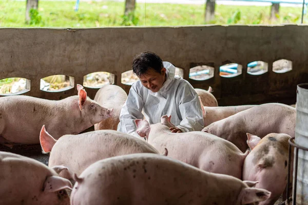 Veterinário Asiático Trabalhando Verificando Porco Fazendas Porcos Animais Suínos Indústria — Fotografia de Stock