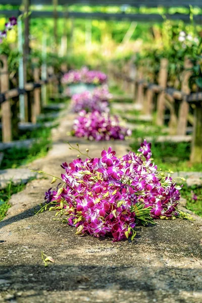 Paquete Orquídeas Púrpuras Suelo Después Del Jardinero Asiático Recogido Granja —  Fotos de Stock