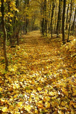 Sonbaharda akçaağaç orman