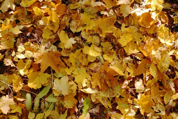 Herabfallendes Laub im Wald — Stockfoto