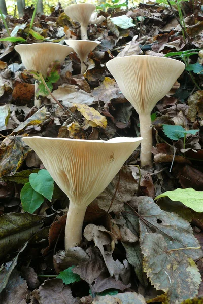 Funghi tra le foglie cadute nella foresta autunnale — Foto Stock