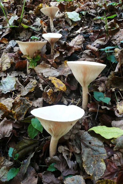 Funghi tra le foglie cadute nella foresta autunnale — Foto Stock