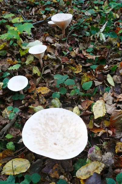 Funghi tra le foglie cadute nella foresta autunnale — Foto Stock