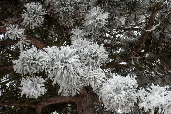 Barrträdsgrenar täckta med hjorfrost — Stockfoto