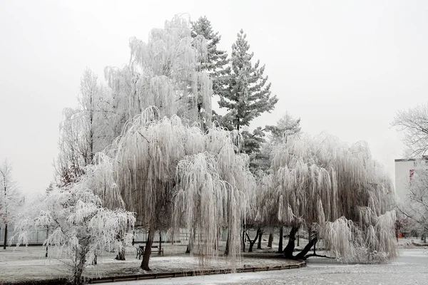 Puut valkoisessa pakkasessa — kuvapankkivalokuva