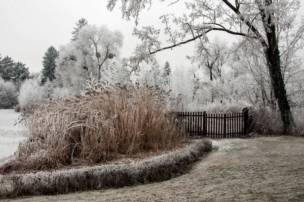 白い霧氷の木々 — ストック写真