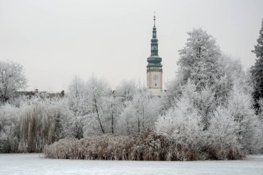 Beyaz hoarfrost ağaçlarda
