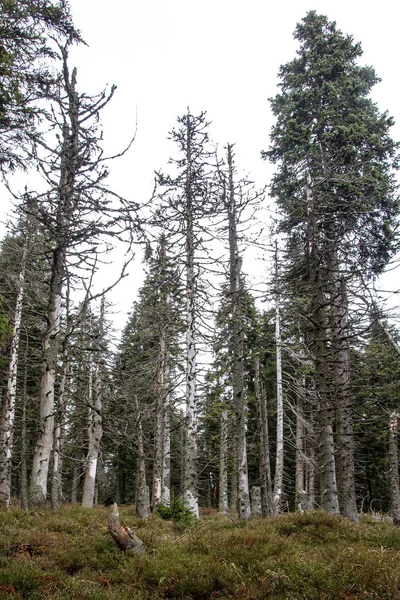 Forêt de conifères mourante — Photo