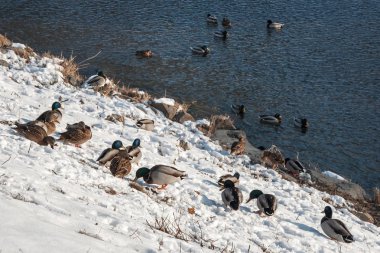 Nehir kıyısında kar üzerinde yaban ördekleri