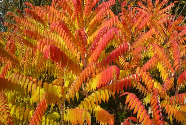 Sumac leaves turned red in autumn season — Stock Photo, Image