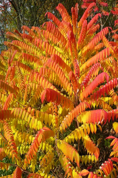 Las hojas de Sumac se pusieron rojas en otoño —  Fotos de Stock