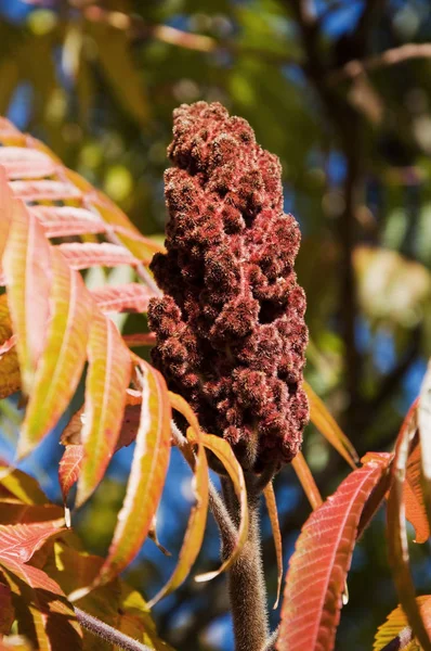 Hojas de Sumac y flor en temporada de otoño —  Fotos de Stock