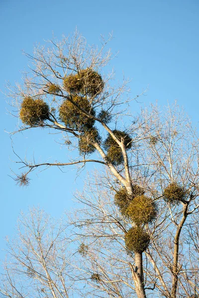 Mistletoe (álbum Viscum) em choupos no outono — Fotografia de Stock