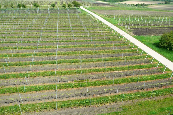 Vista aérea de una bodega agrícola en primavera en vid verde — Foto de Stock