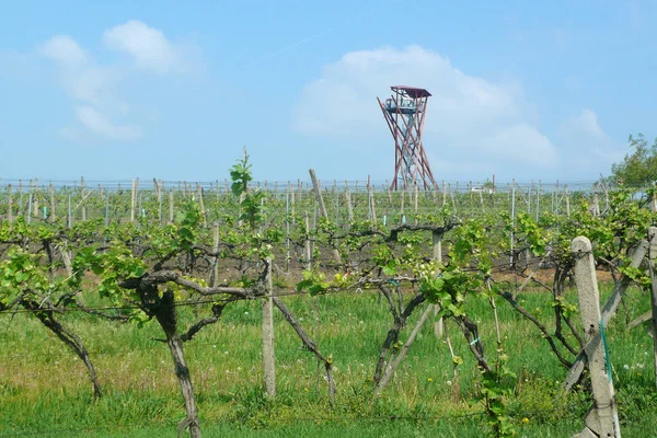 Вид на виноробню на весну в зеленому винограднику Стокове Зображення