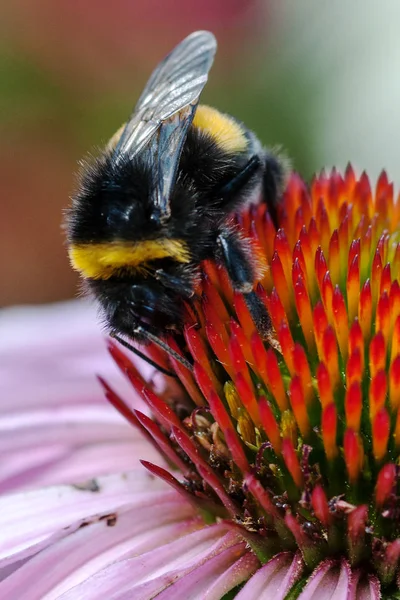 Makro snímek čmelák na růžové třapatky — Stock fotografie