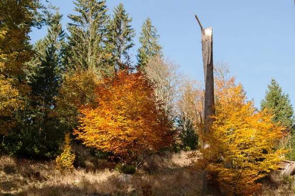 Autumn in the woods in the foothills of the Jeseniky Mountains