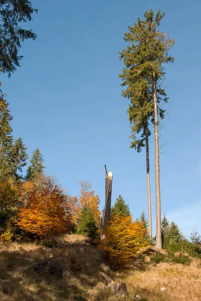 Outono na floresta no sopé das montanhas Jeseniky — Fotografia de Stock