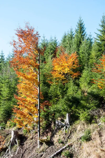 Outono na floresta no sopé das montanhas Jeseniky — Fotografia de Stock
