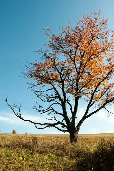 Одинокое дерево осеннего цвета — стоковое фото