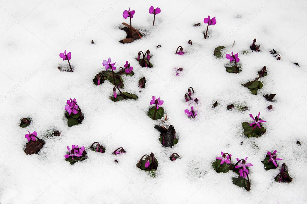 Purple flowers (lat. Cyclamen purpurascens) on a garden lawn from under the snow. First flowers make their way through the snow