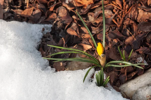 Zbliża Się Wiosna Jasny Kwiat Żółte Krokusy Emituje Słoneczny Dzień — Zdjęcie stockowe