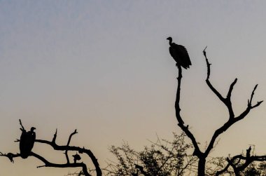 Ağaç siluetinde akbabalar