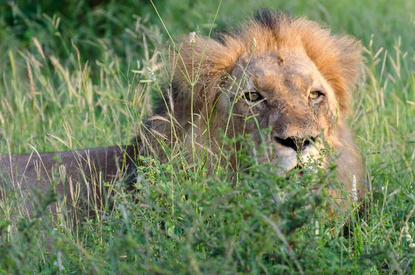 León Macho Tomando Sol — Foto de Stock